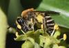 Colletes hederae